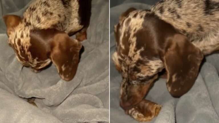 dog hiding snacks