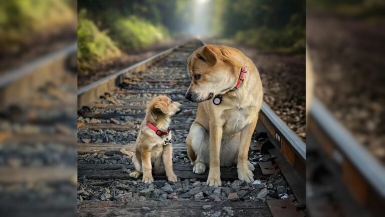 portraits of dogs