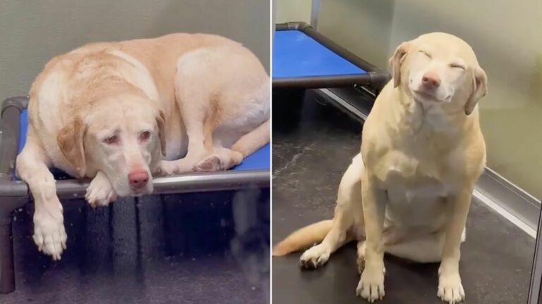 dog in the boarding facility