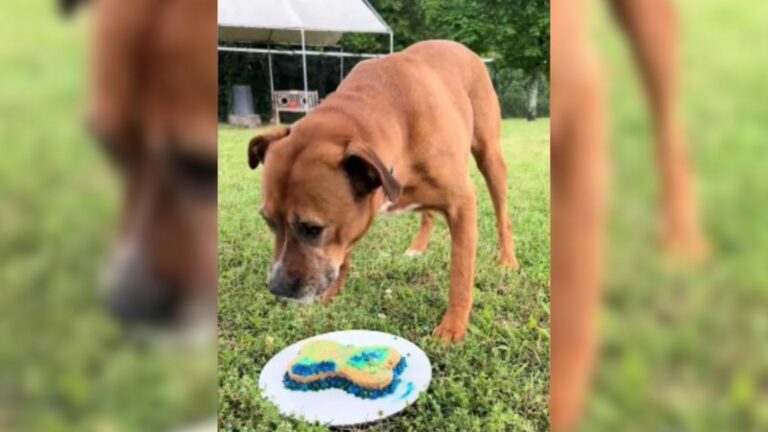 dog celebrate his birthday