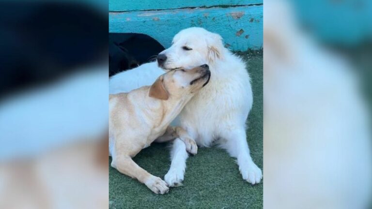 two dogs cuddling