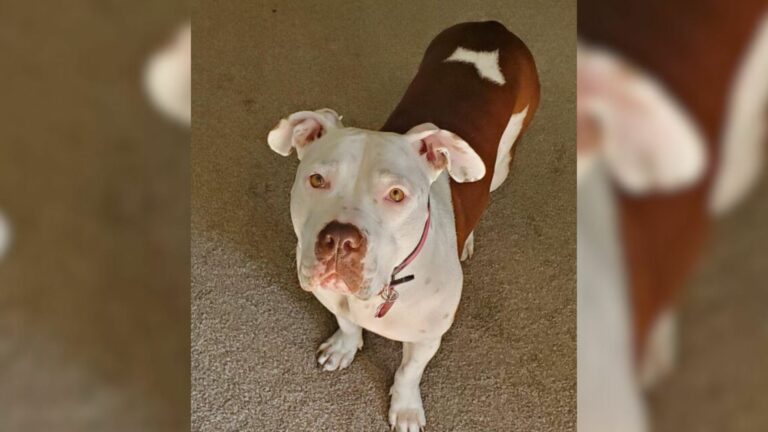 cute Pitbull