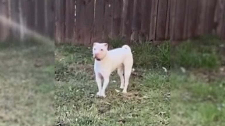 dog in the yard