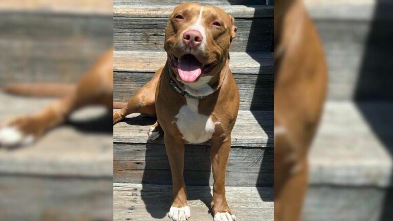photo of a dog taken to shelter