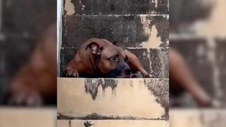 dog waits on steps