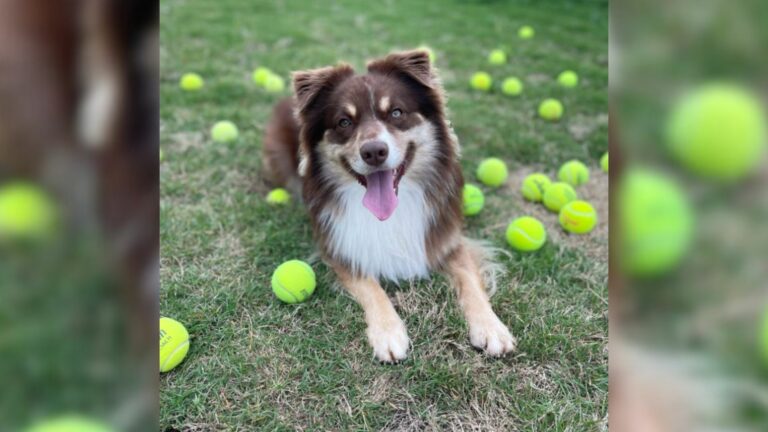 sweet dog with tennis balls