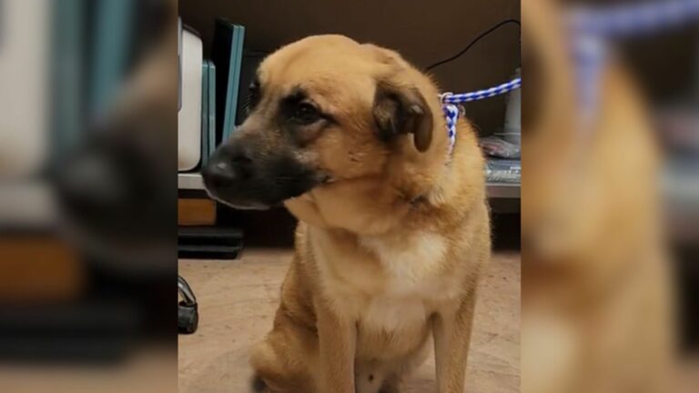 dogs reaction after realizing hes back at shelter