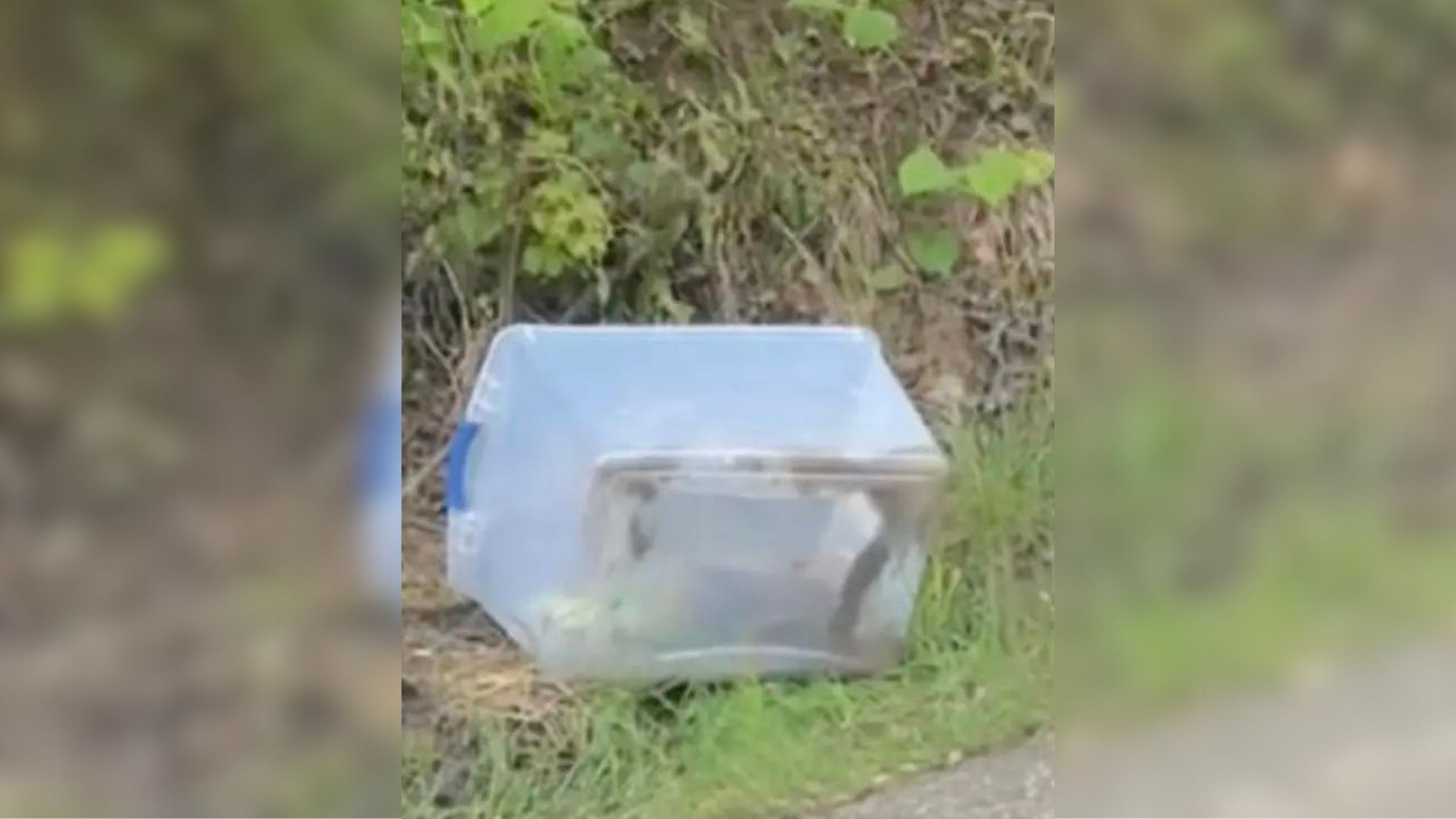 plastic bin