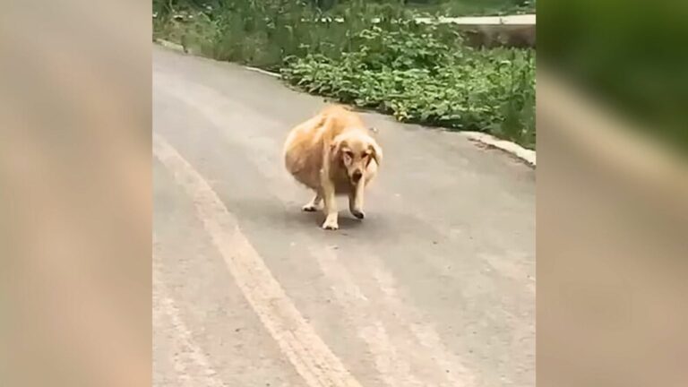 dog with huge belly