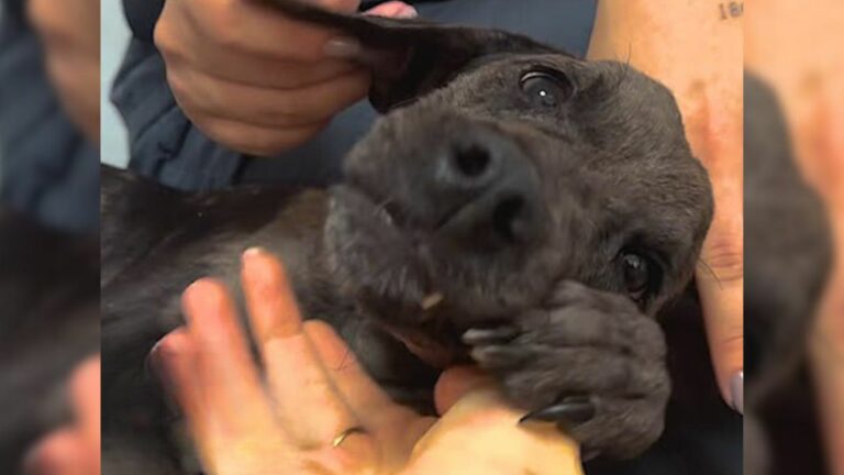 paralyzed dog being found by elderly couple