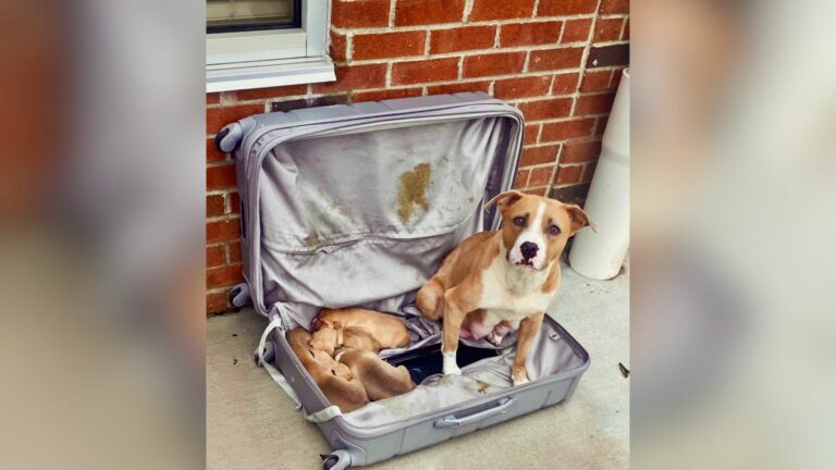 dogs abandoned in suitcase