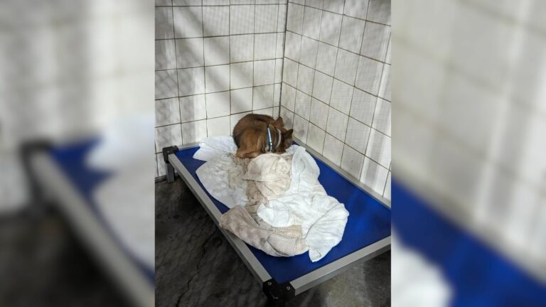 senior pup lying in dog bed