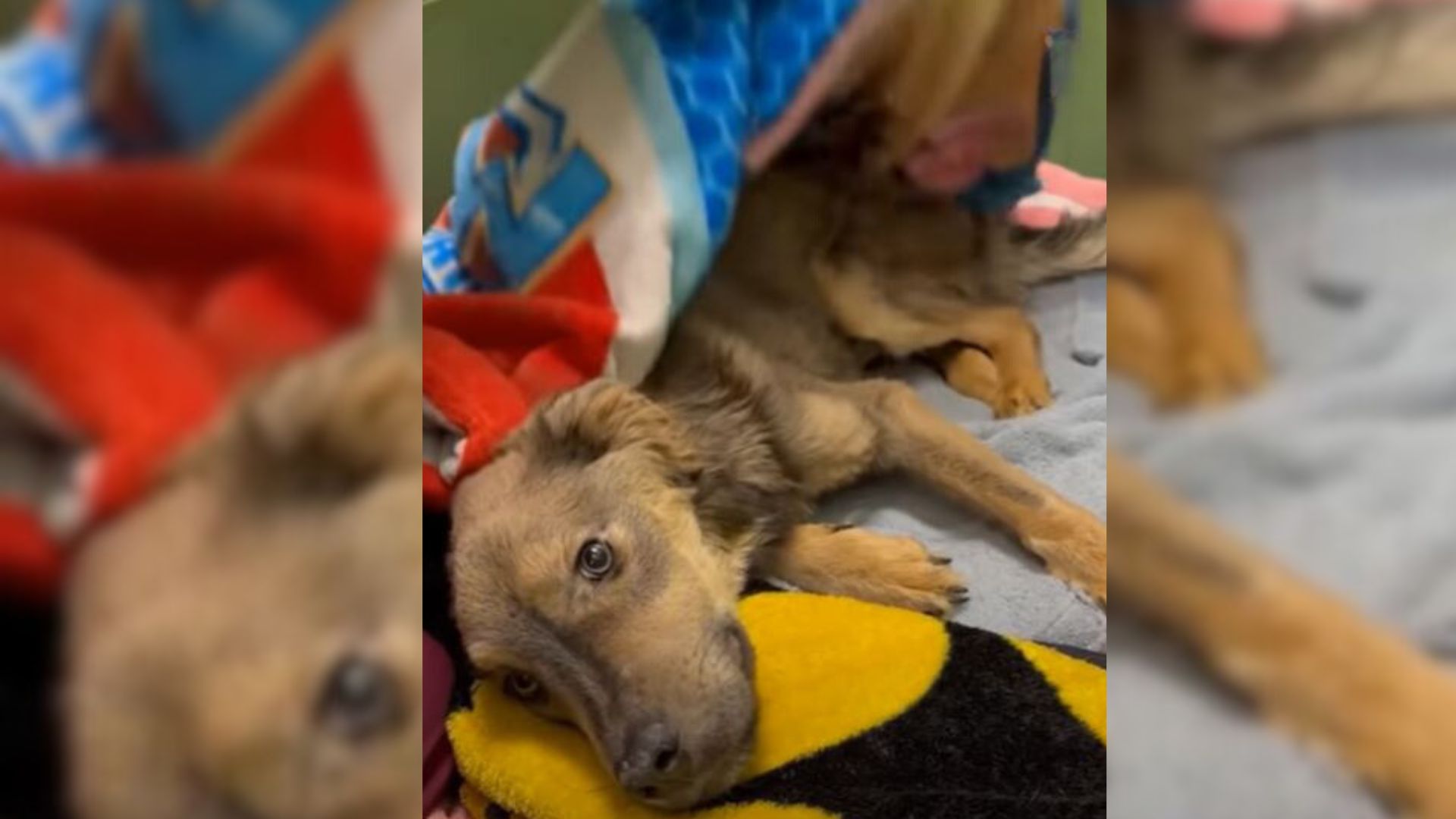 Severely Malnourished Dog Makes Miraculous Transformation Thanks To A Kind Woman
