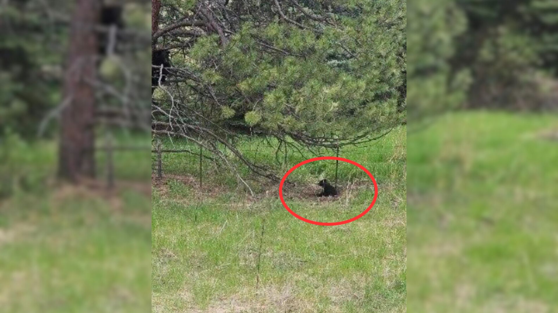 bear cub under a tree