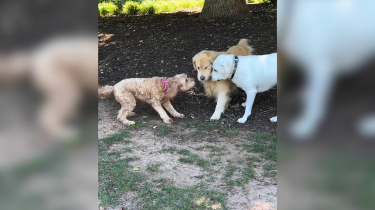 Goldendoodle dog