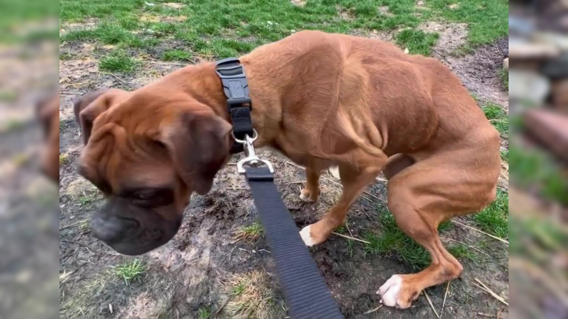 Traumatized Dog Kept In Puppy Mill Learns What Love Is For The First Time