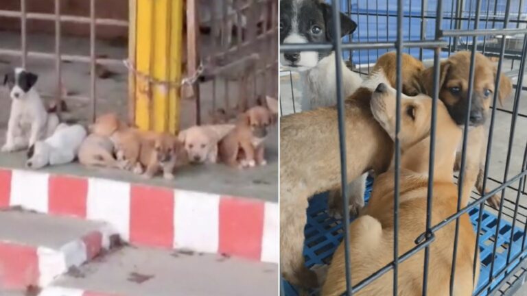 abandoned puppies wait in an old temple