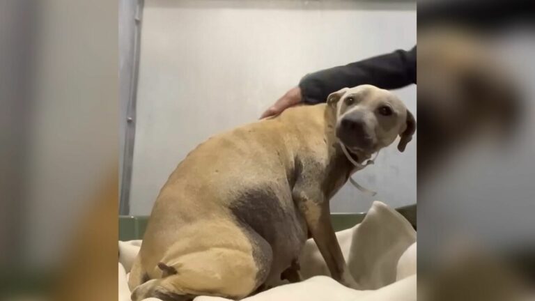 Pregnant dog dumped