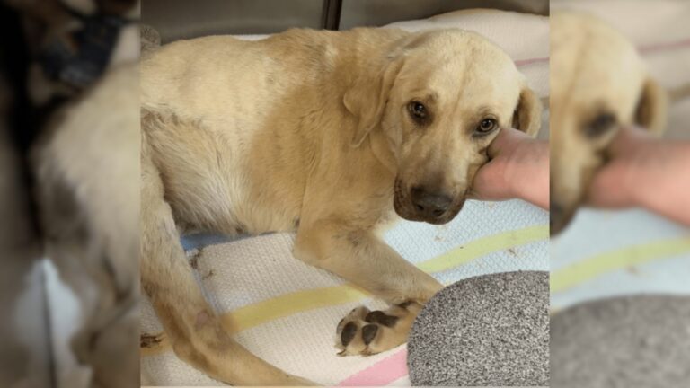 adorable dog
