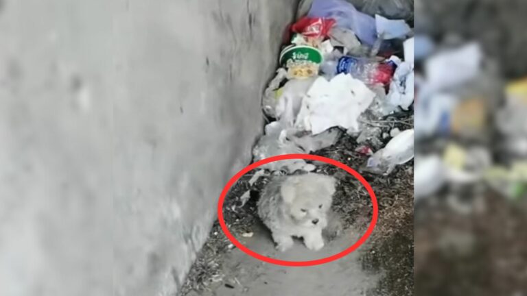 hungry puppy in garbagge