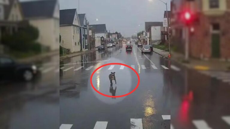 bus driver saved dog