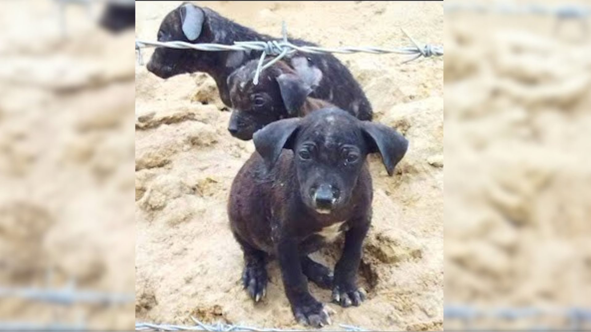 Farmer Was In Disbelief By What He Discovered Lying On An Old Blanket Near His House