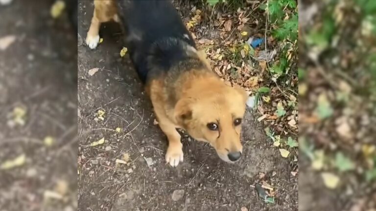 kind man feed stray pups