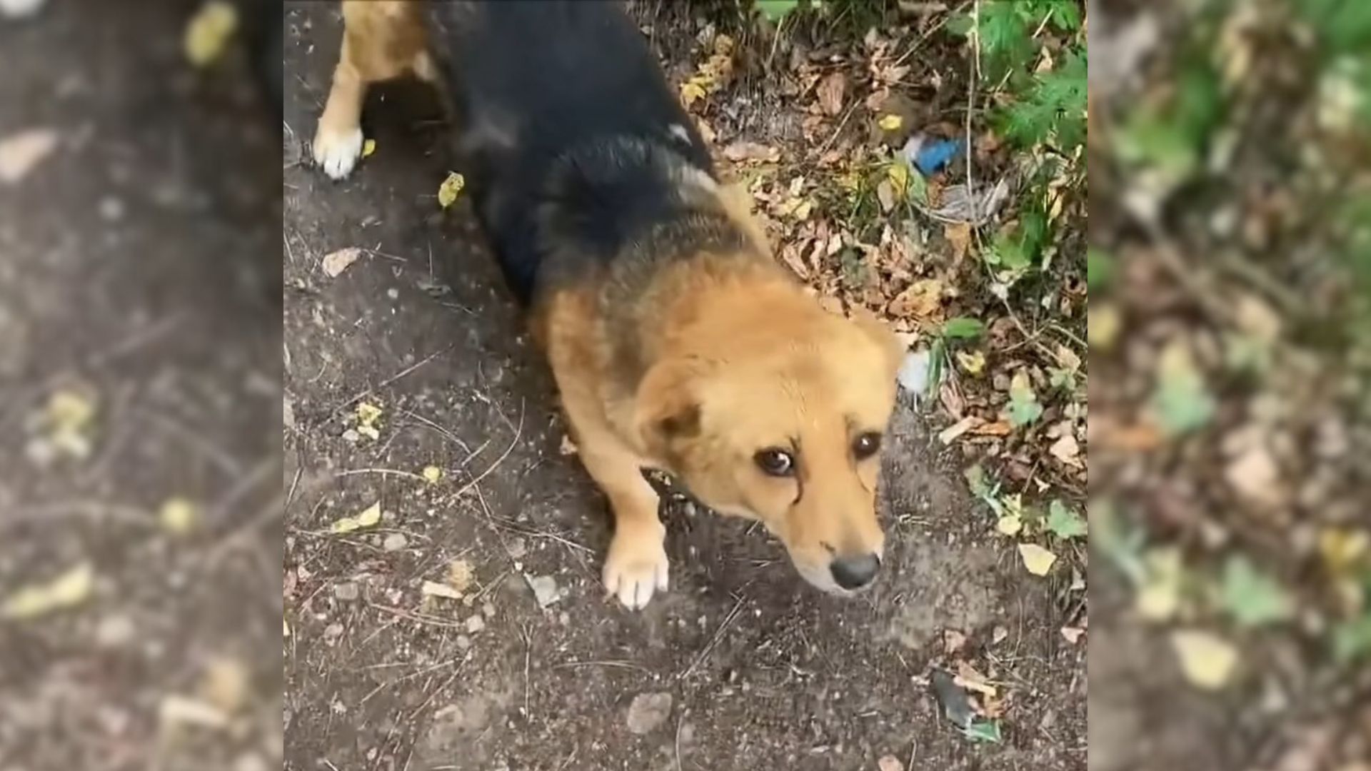 Man Helping Other Dogs Decided To Follow A Suspicious Stray, What He Saw Shocked Him
