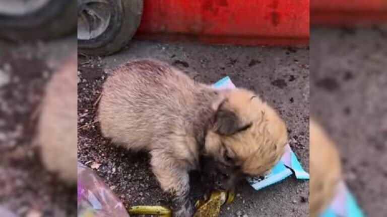 sad pup crawling around trash