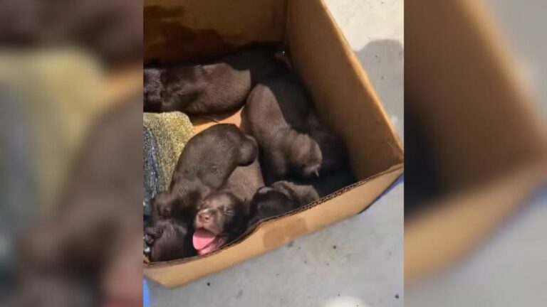 puppies in a box