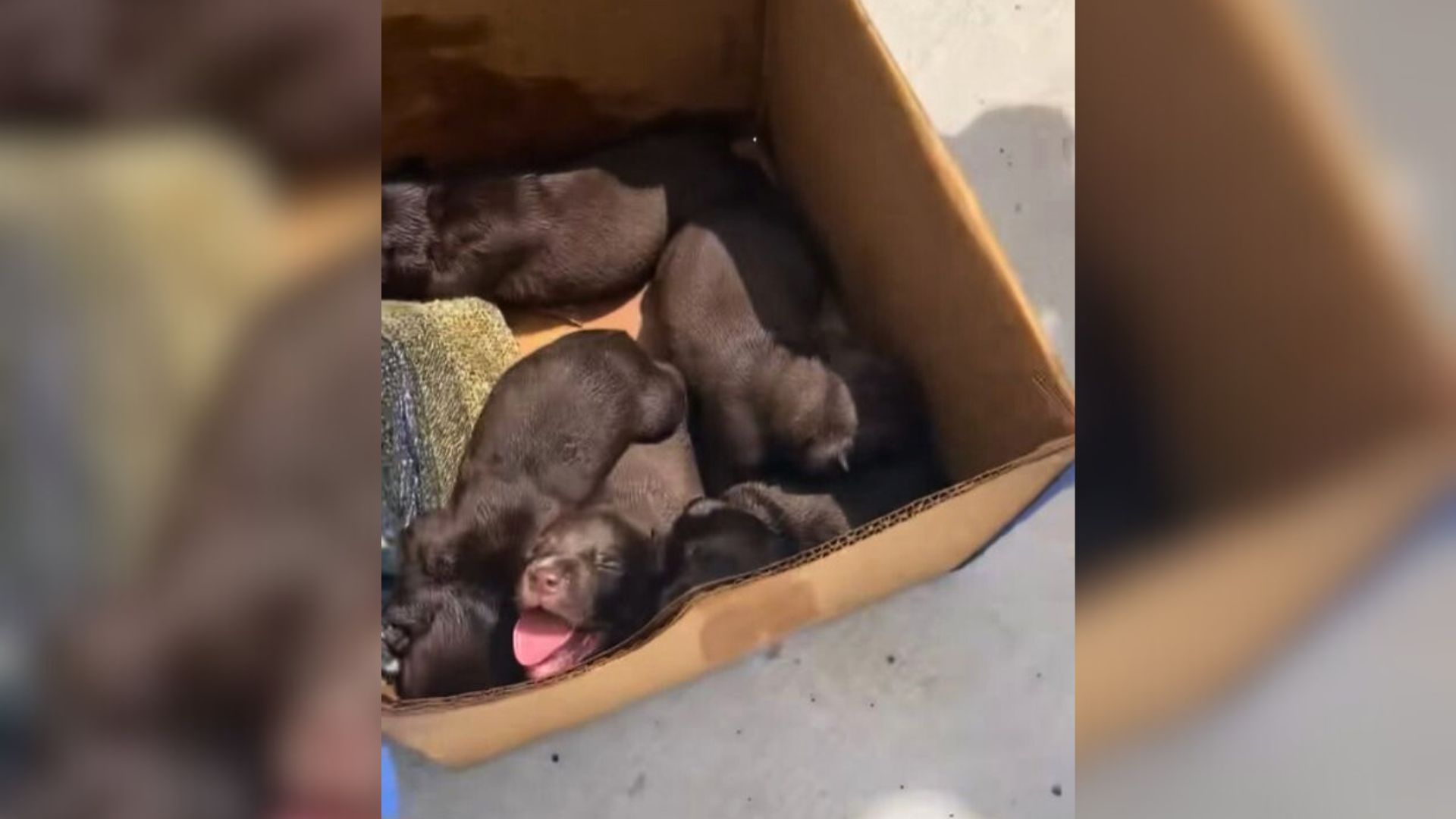 Tiny Furry Babies Cruelly Left In Box In A Hot Dumpster Leave Rescuer Shocked