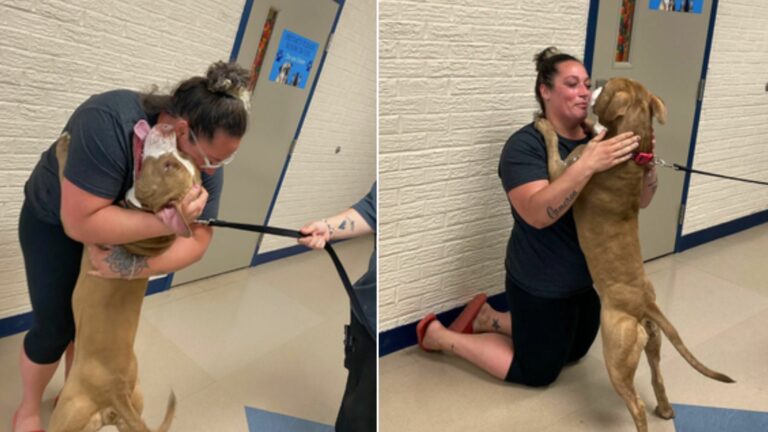 lost dog reunited with his owner