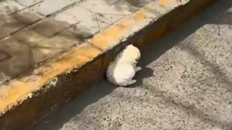 little puppy on the road