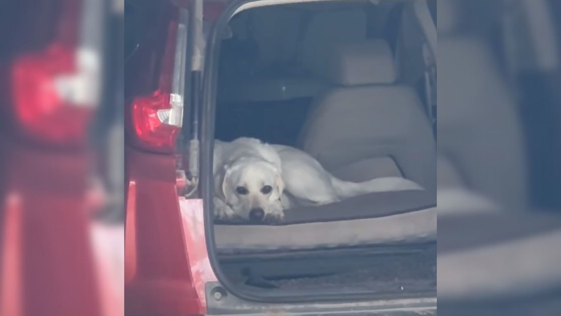 dog in a trunk