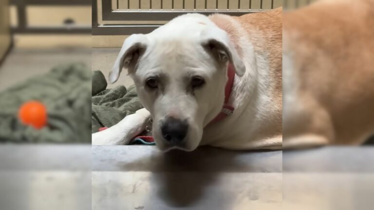 abandoned white dog