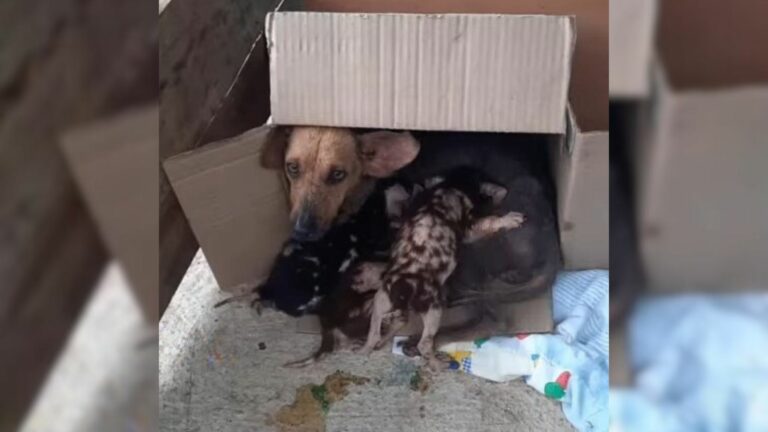 mother dog cuddling puppies