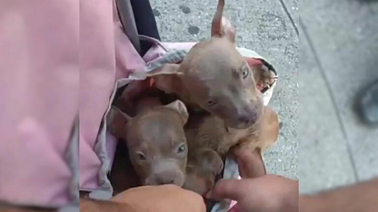 puppies in a bag