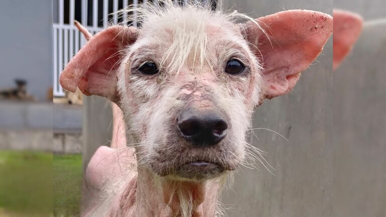 naked stray pup