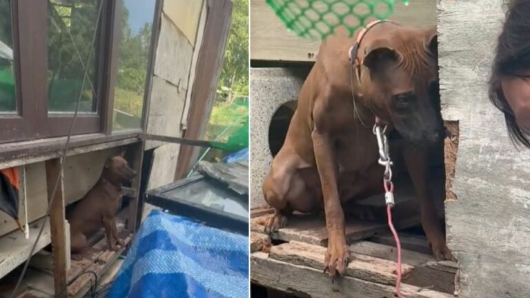 neglected brown dog