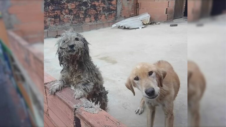 photo of two dogs on rooftop