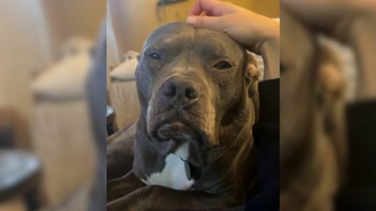 old looking dog in a shelter