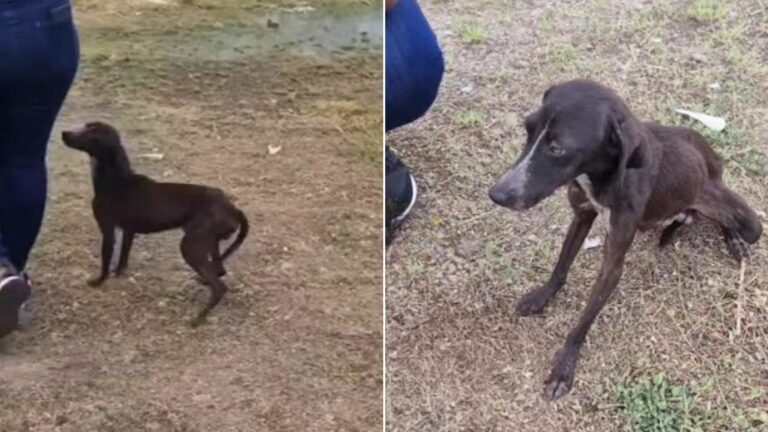 abandoned dog with woman