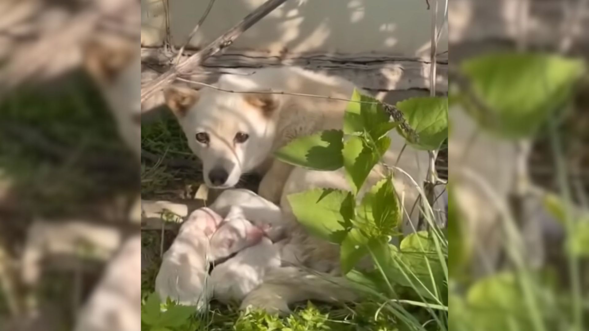 Rescuers Were Shocked To Find Mama Dog And Her Puppies Left Outside By A Neglectful Owner