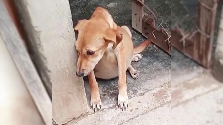 pup with swollen belly