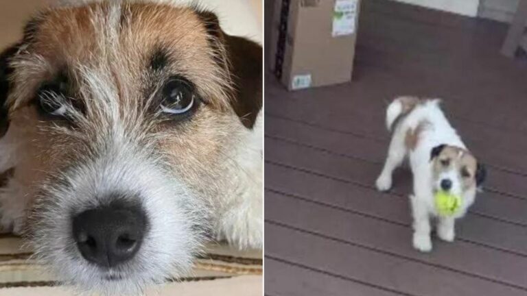 a dog ran out