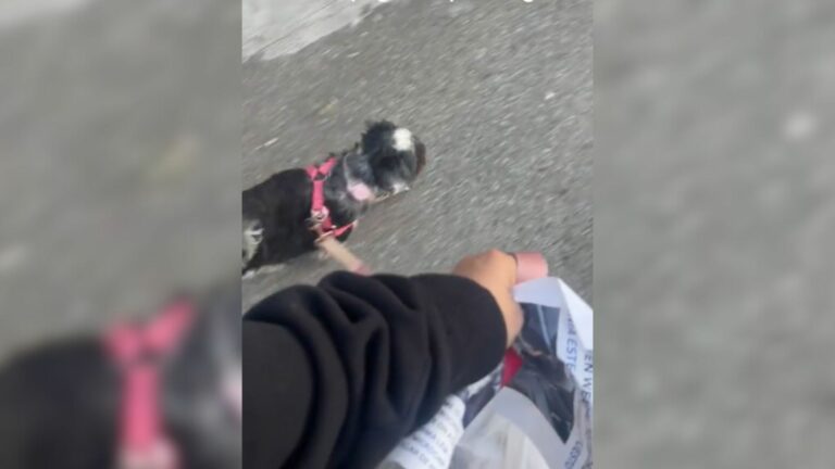 owner walking the dog