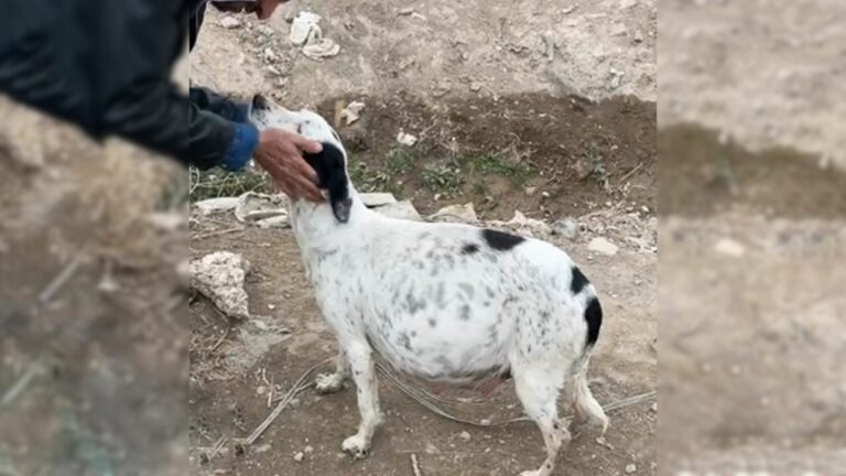 desperate stray dog