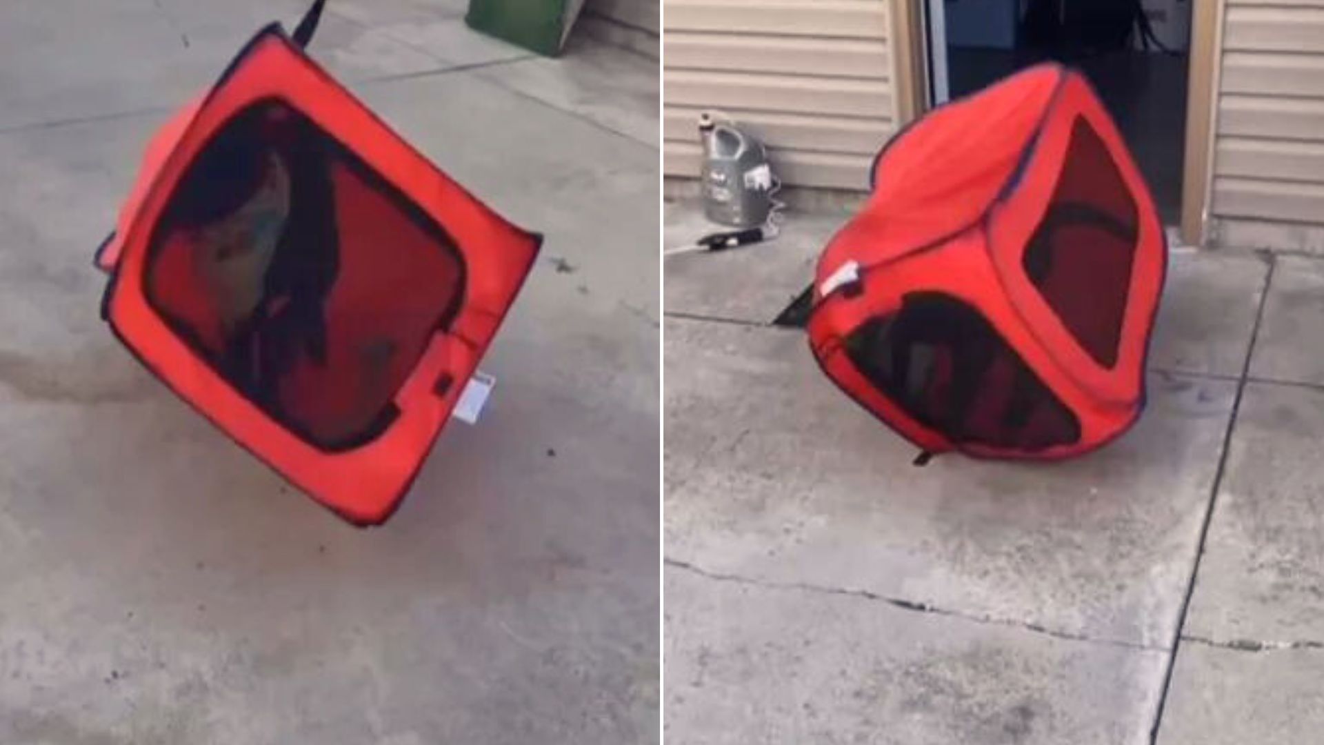 Spirited Pup Proves Soft Dog Crates Are A Bad Idea, And Here’s Why