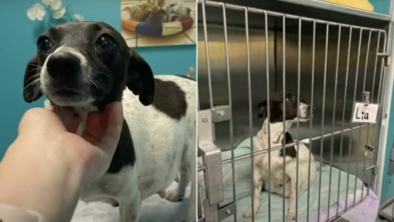 pregnant dog being found by woman