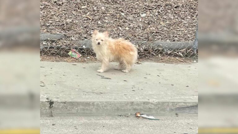 abandoned pup